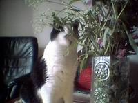 Hugeli sy&ouml; kukkia