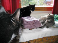 Kissat ja Magpie-lanka