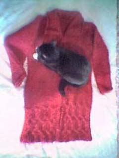 Villatakki ja Maxi-kissa